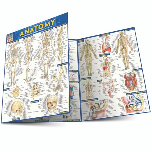 Anatomy Chart Educational Reference