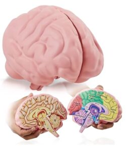 Brain anatomy educational model